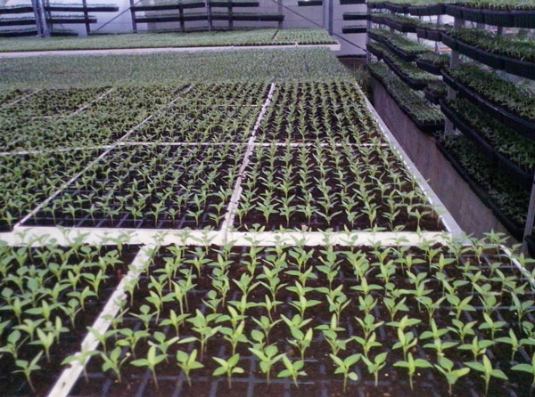 bios-presadi-povrce-02